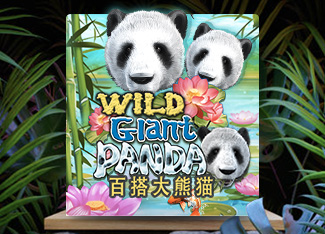 Wild Giant Panda